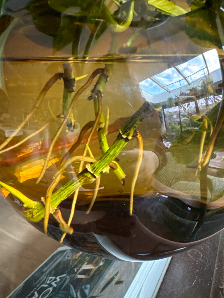 Thuis bij familie over de kook: week 4