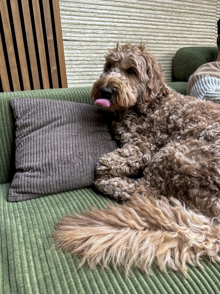Teun ligt ontspannen op de groene bank met zijn tong een beetje uit.
