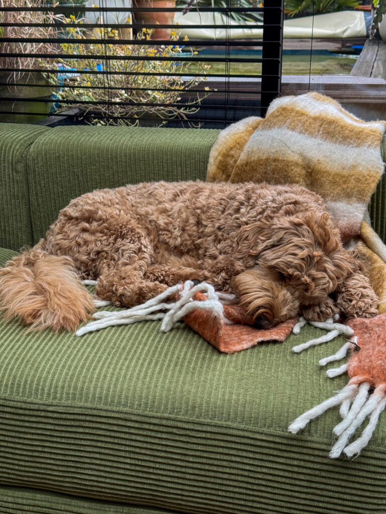 Thuis bij familie over de kook: week 4