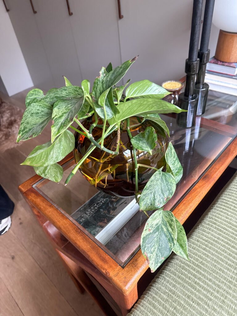 Thuis bij familie over de kook: week 4