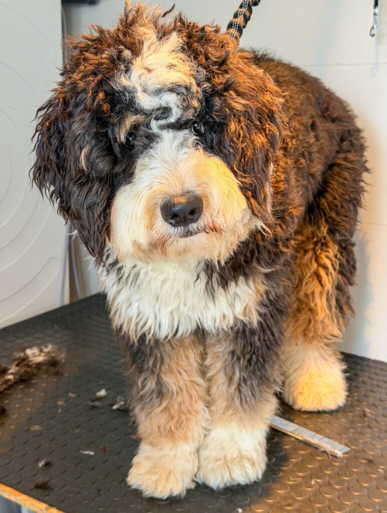 Thuis bij familie over de kook: week 5