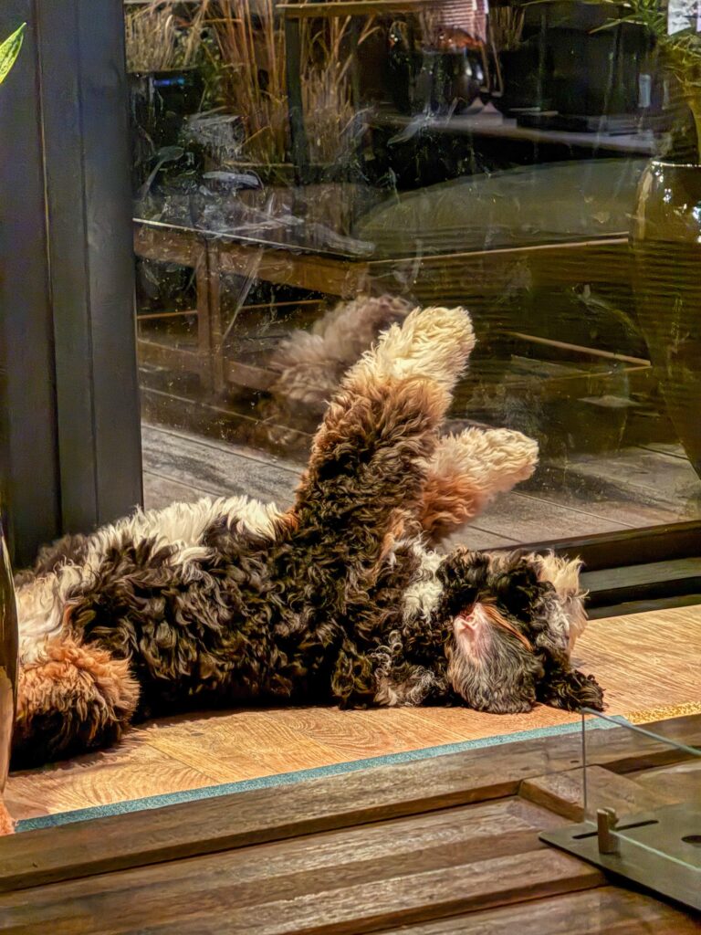 Thuis bij familie over de kook: week 5