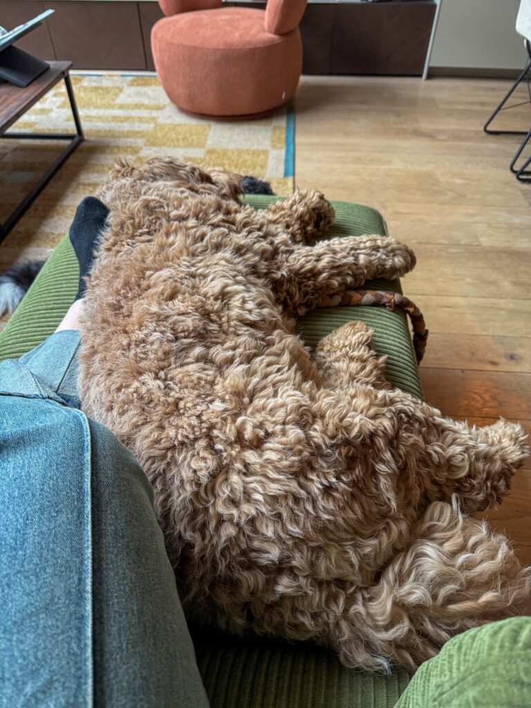 hond slaapt op de bank tijdens rustige middag