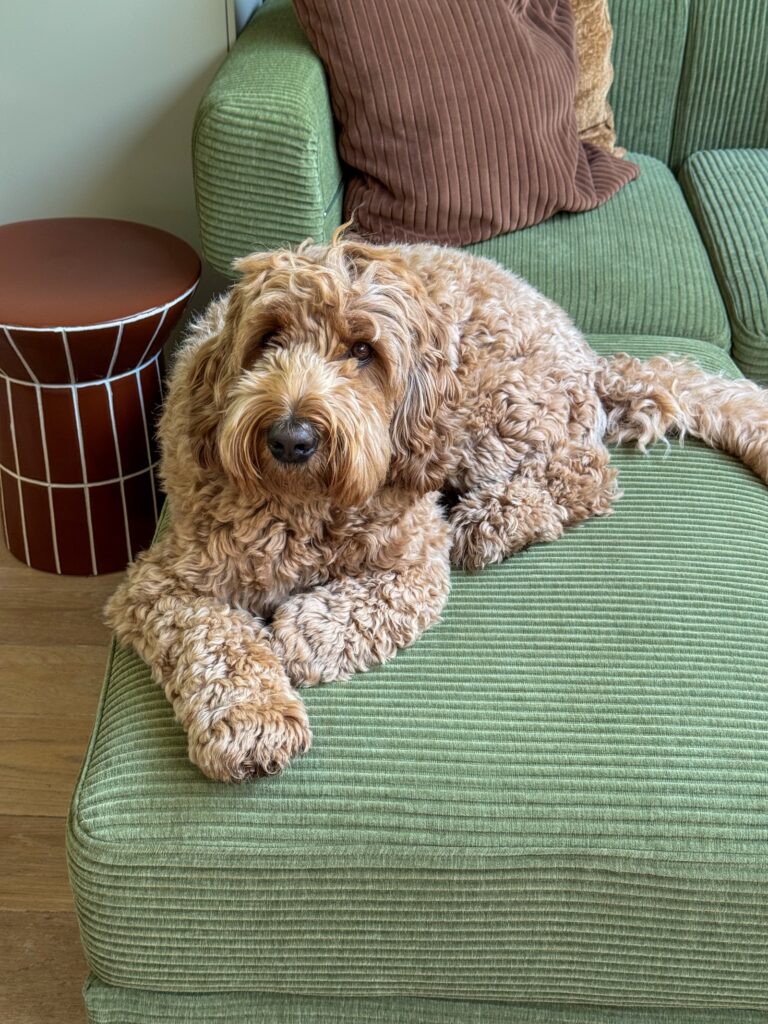 Teun ligt ontspannen op groene bank