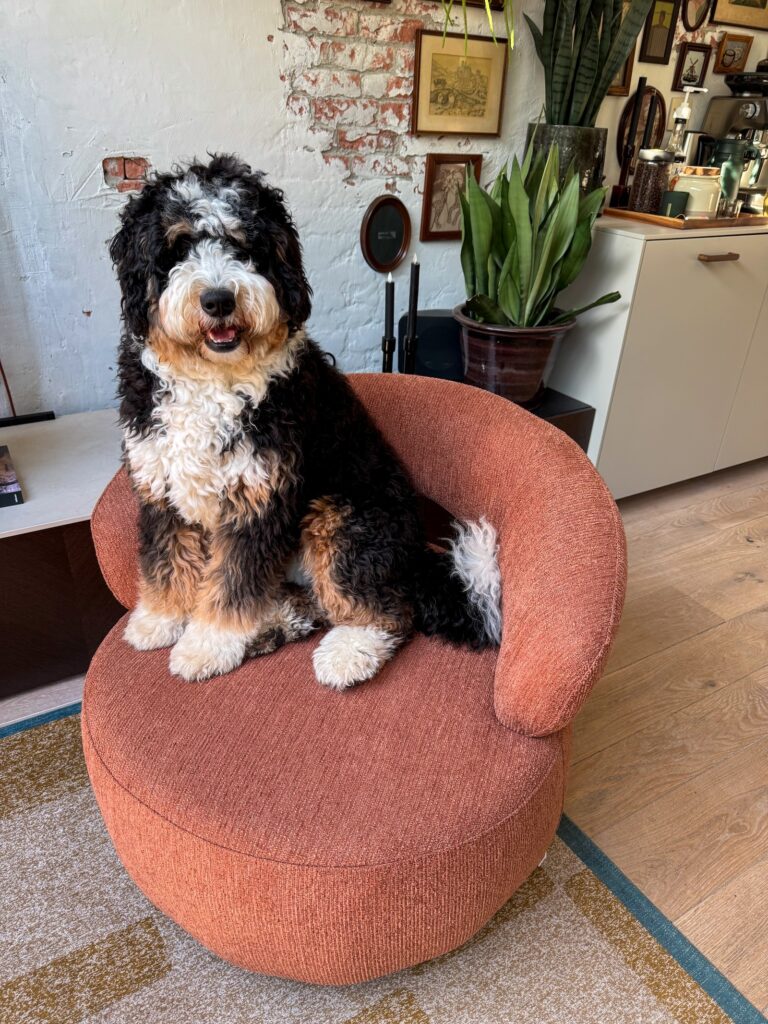 bernerdoodle zit op een oranje fauteuil in de woonkamer