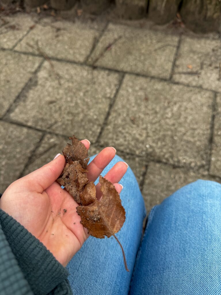 Close-up van een hand met een droog bruin herfstblad boven een stoeptegel pad