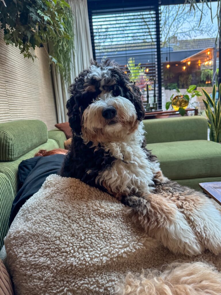 Close-up van een Bernerdoodle liggend op een zachte deken op de groene bank