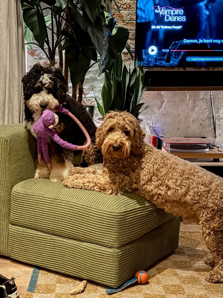Legend en Teun liggen samen op een groene poef met een paars hondenspeeltje in de woonkamer
