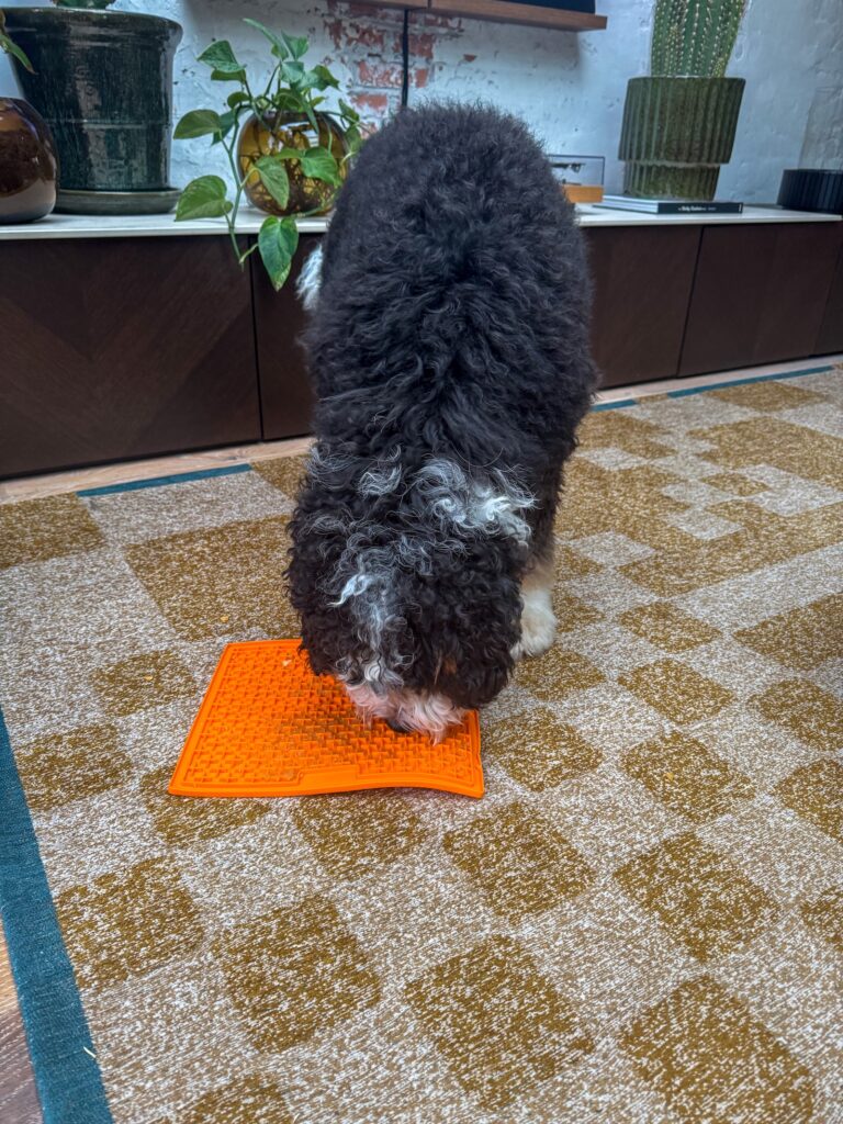 Legend eet van een oranje likmat in de woonkamer.