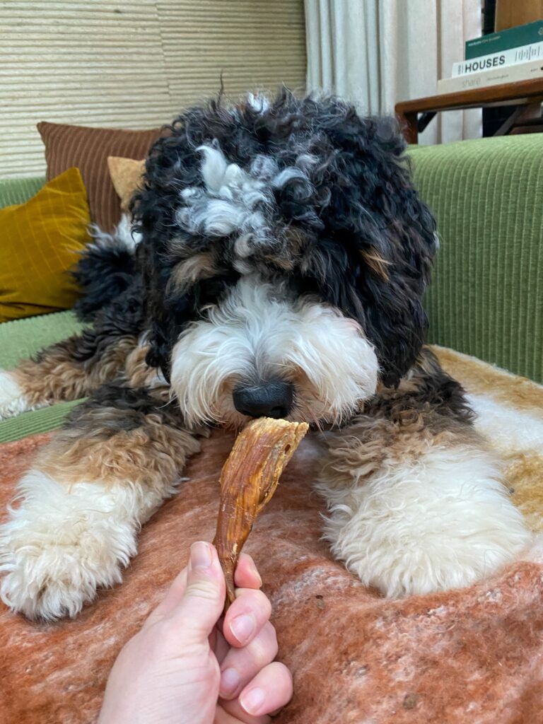 Close-up van Legend met een kauwstick in zijn bek.