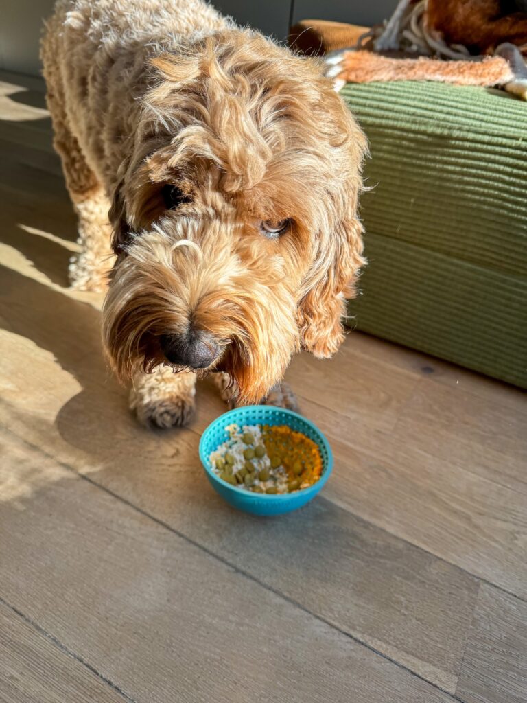 Teun kijkt omhoog naast zijn voerbak