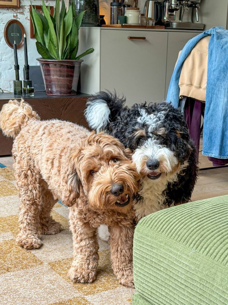 Teun en Legend naast elkaar vechtend om een bot