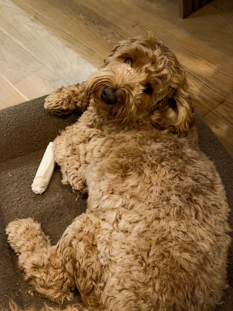 Teun liggend op de vloer met een kluif tussen zijn poten.