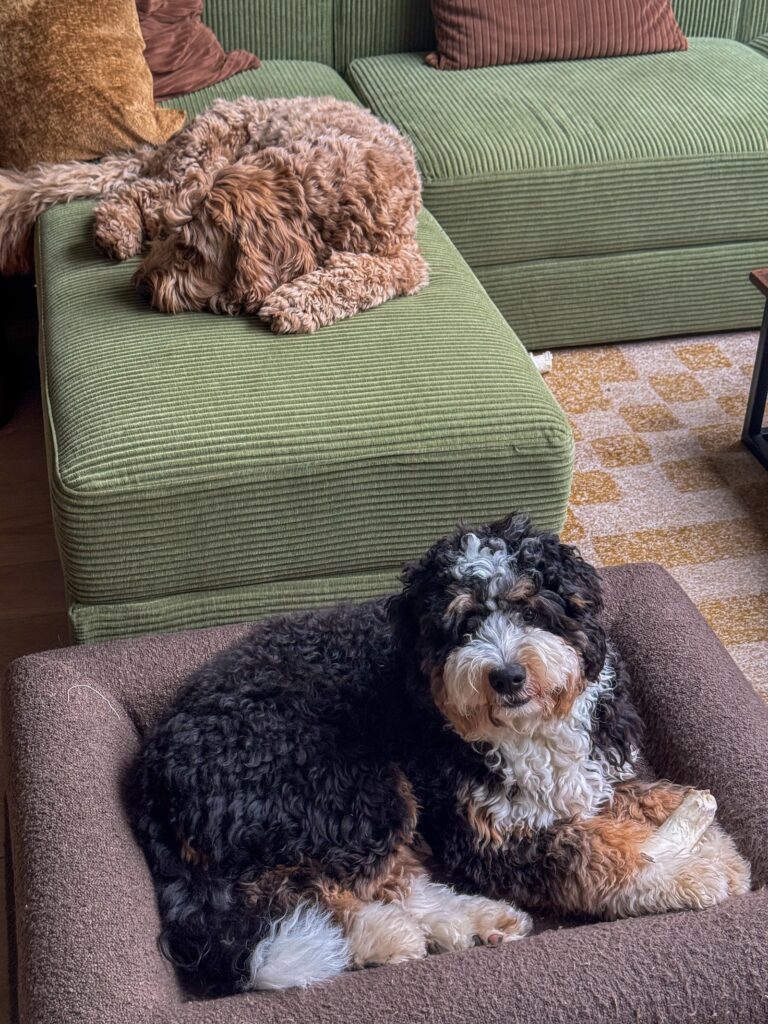 Legend ontspannen in zijn hondenmand in de woonkamer.