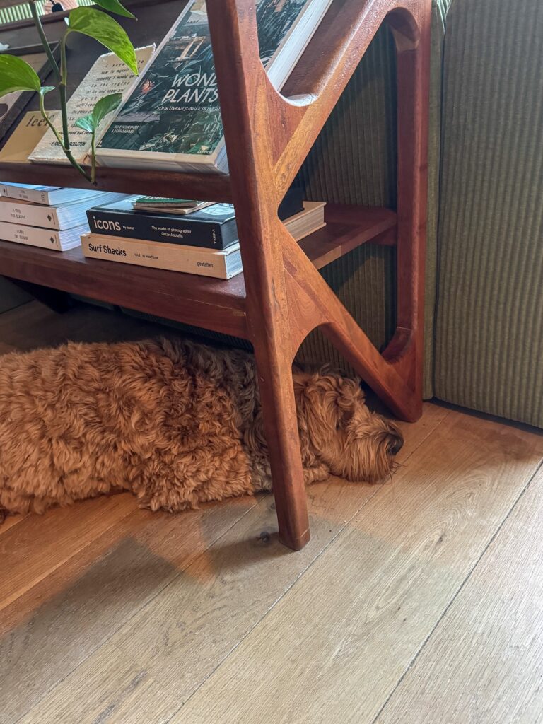 Legend ligt ontspannen op de houten vloer naast de groene bank