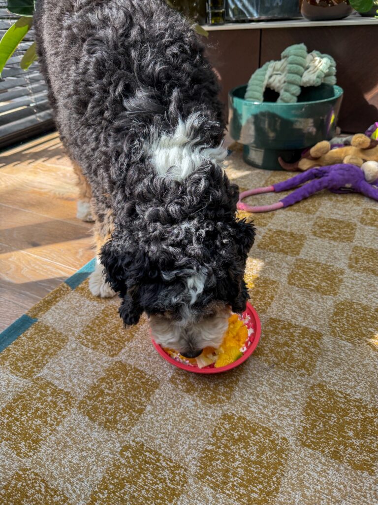 Hond eet uit een bakje met stukjes fruit op de grond