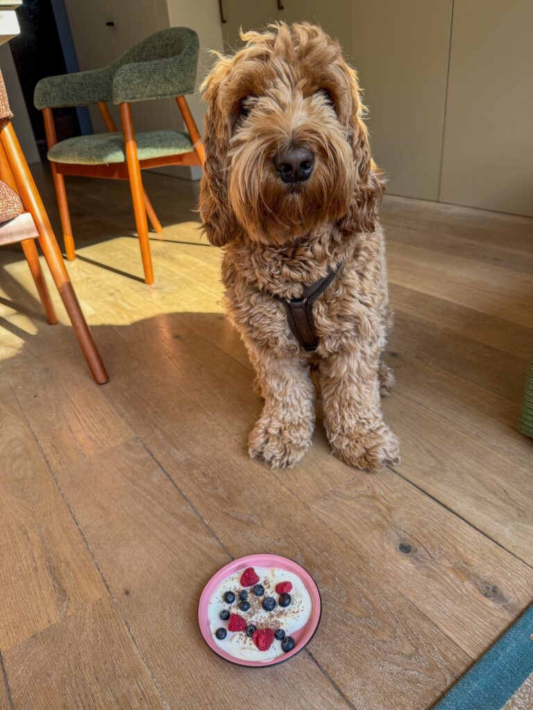 Hond krijgt een bakje yoghurt met fruit als snack