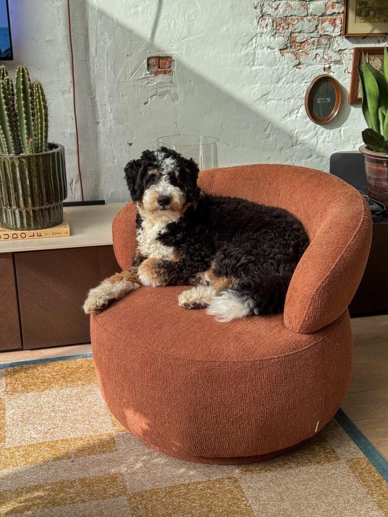 Legend ligt op de stoel ontspannen