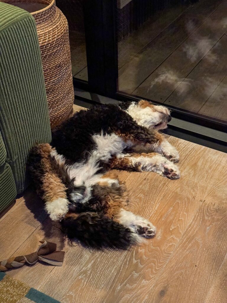 Legend ligt tegen de pui aan te slapen