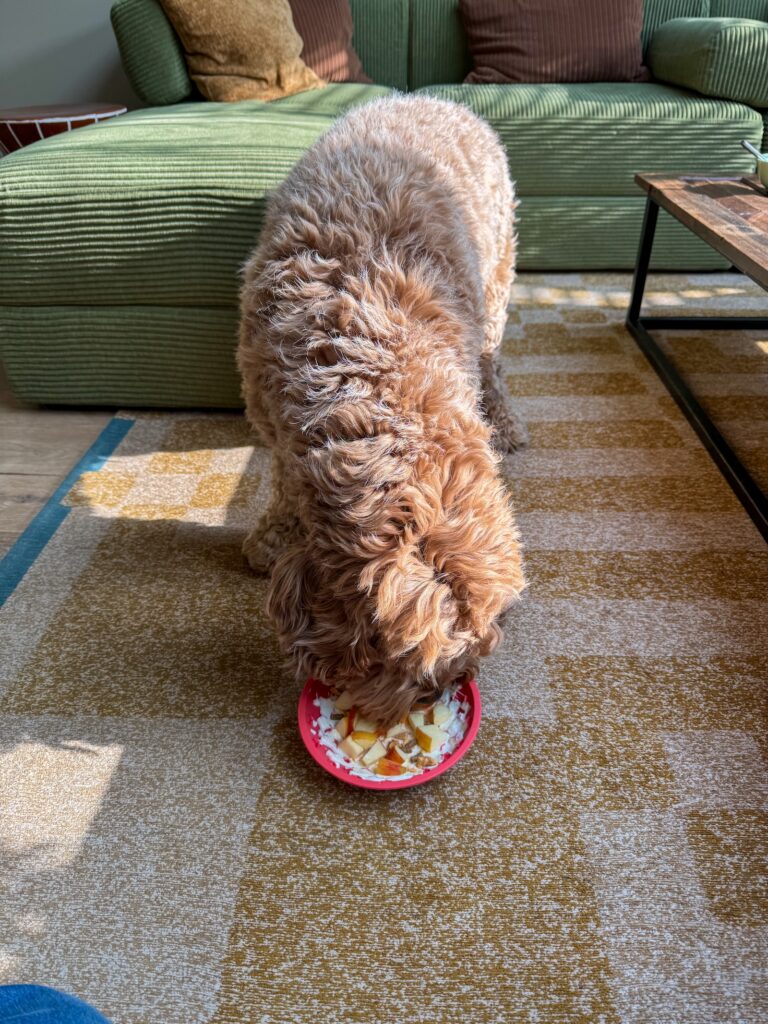 Teun likt yoghurt van een rode likmat op het kleed