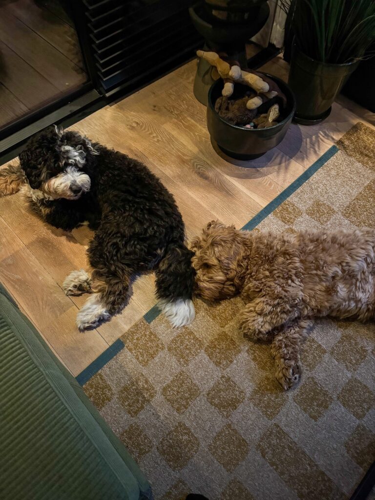 Teun en Legend liggen op de grond naast elkaar