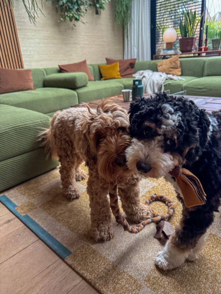 Teun en Legend spelen samen met een touw