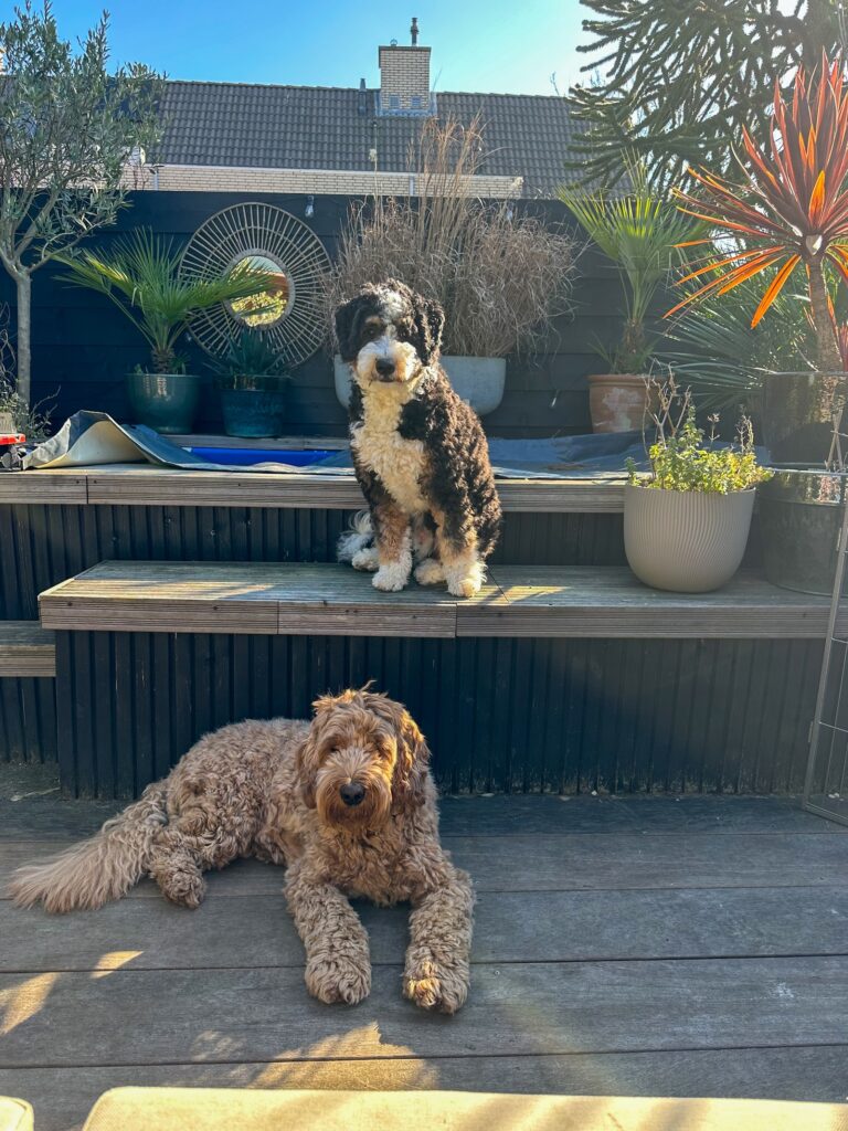 Teun en Legend zitten samen in de tuin