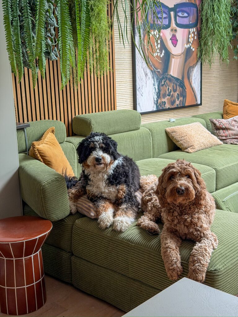 de honden op de bank 