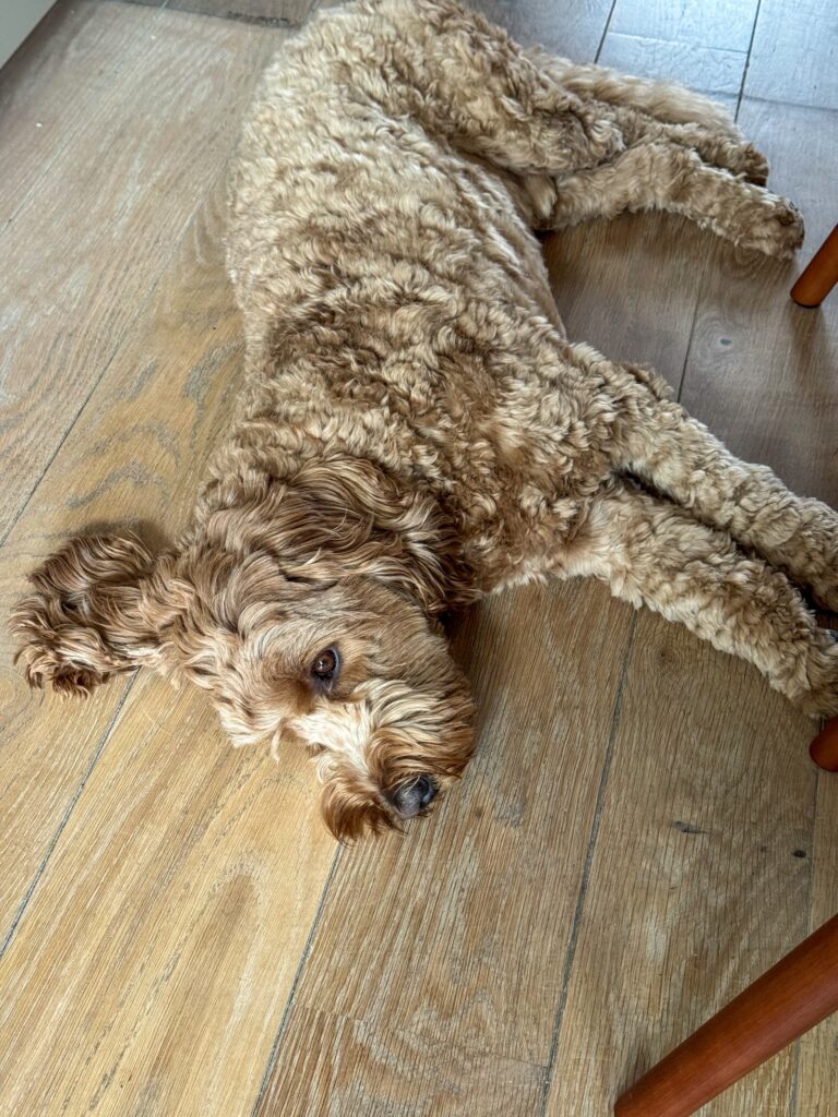 Thuis bij familie over de kook: week 14