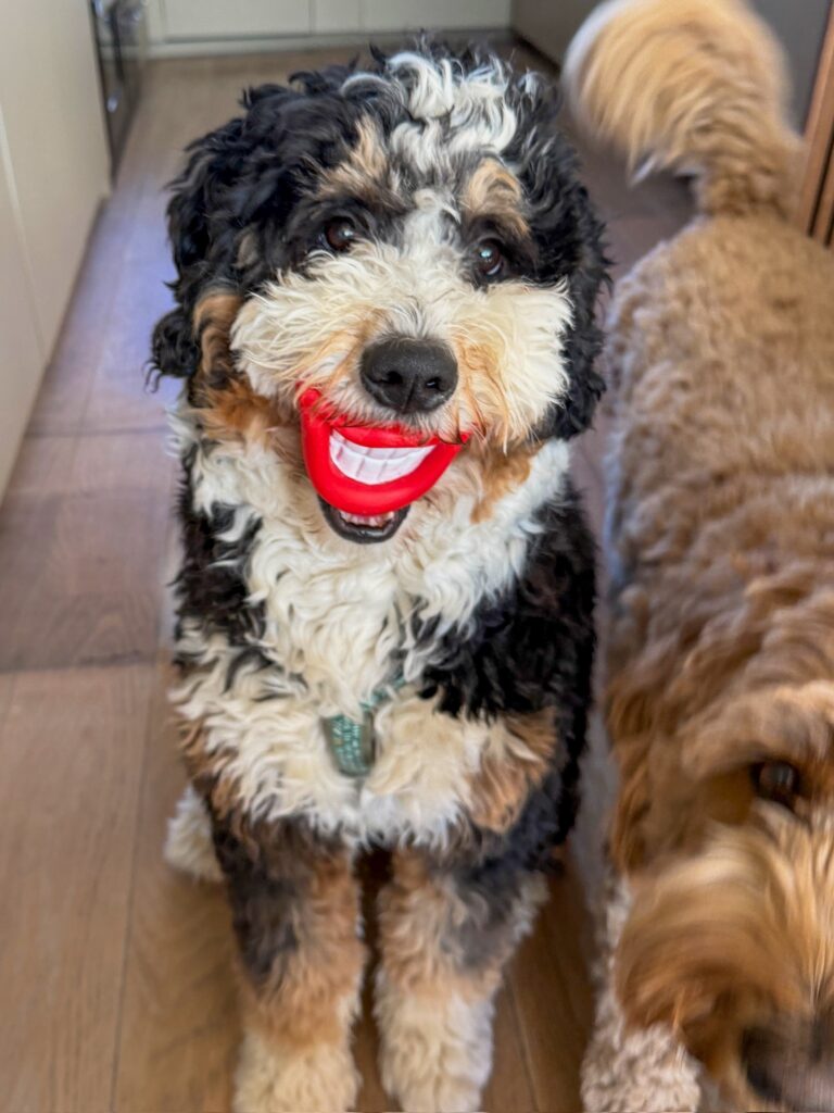 legend met een gek speeltje in zijn mond