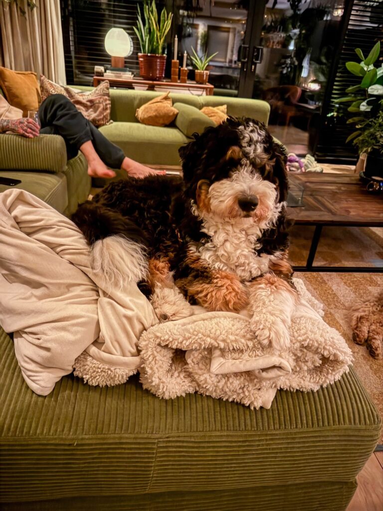 Legend ligt op een stapel kleden in de woonkamer