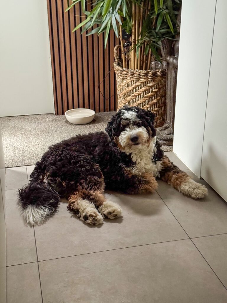 Legend ligt in de gang op de stenenvloer