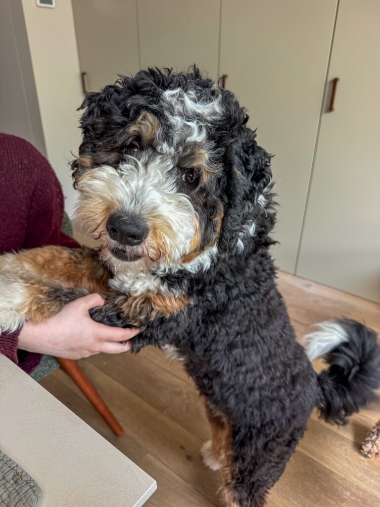 Thuis bij familie over de kook: week 14