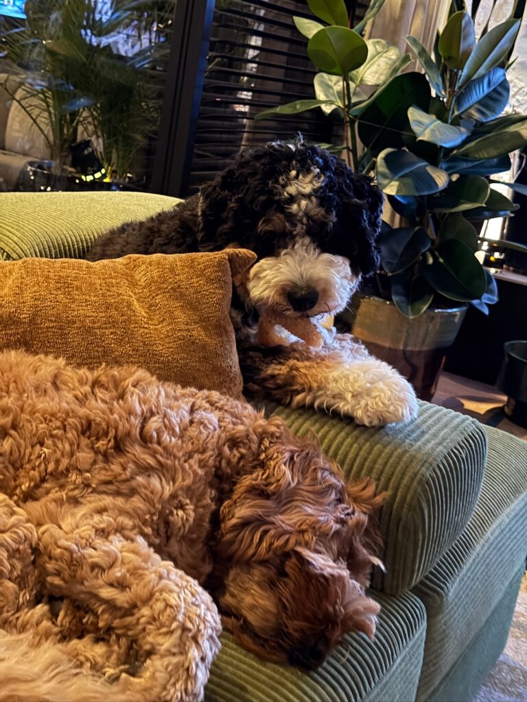 teun en legend liggen samen op de bank