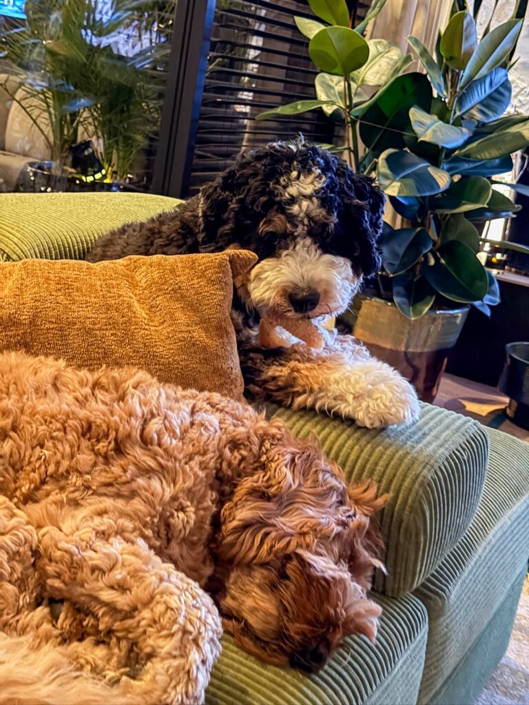 Thuis bij familie over de kook: week 14