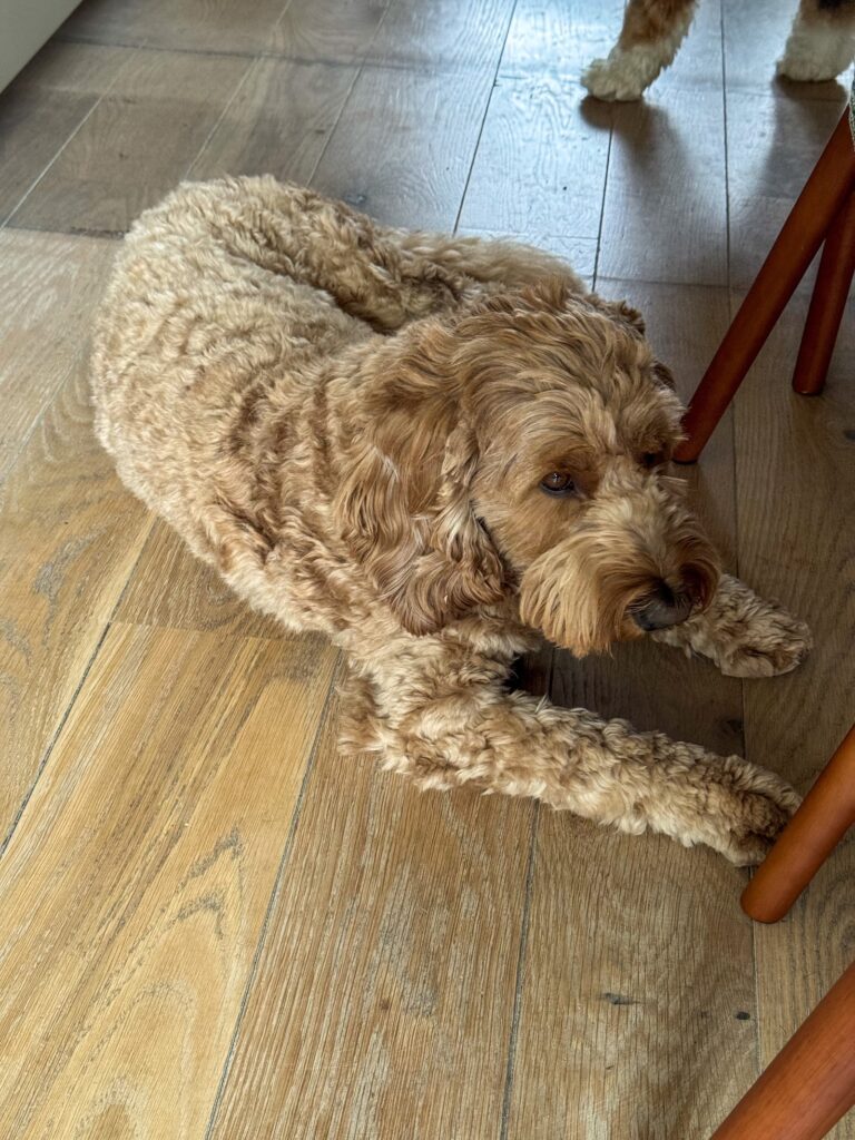 hond teun ligt op de houtenvloer