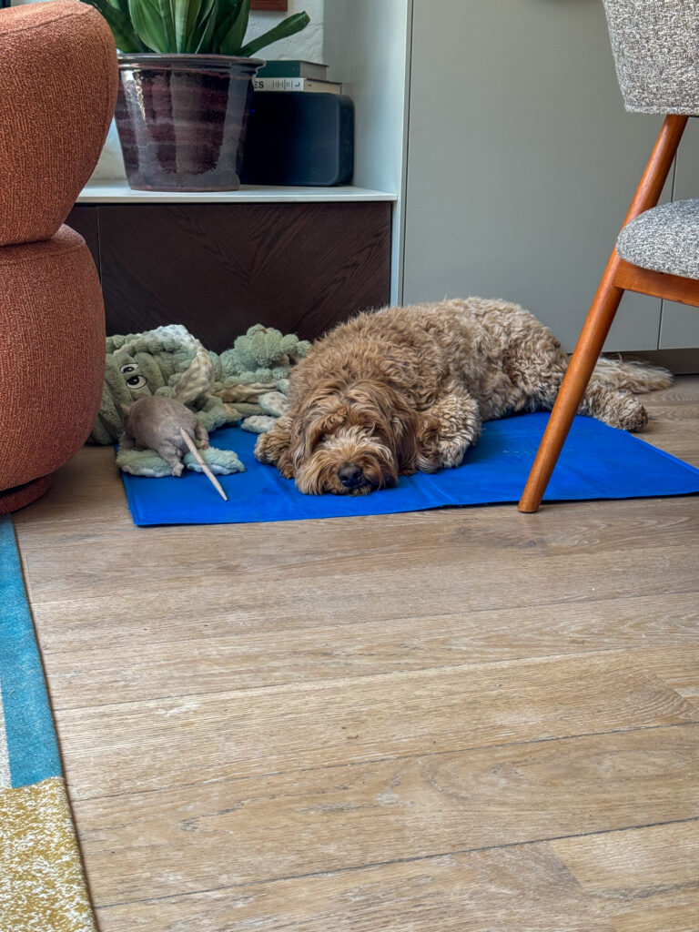 Teun op de koelmat in de woonkamer