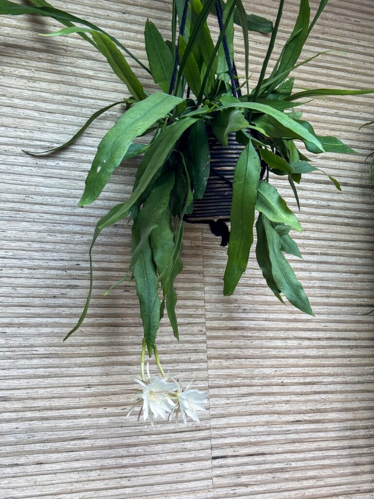 Plant met bloemen