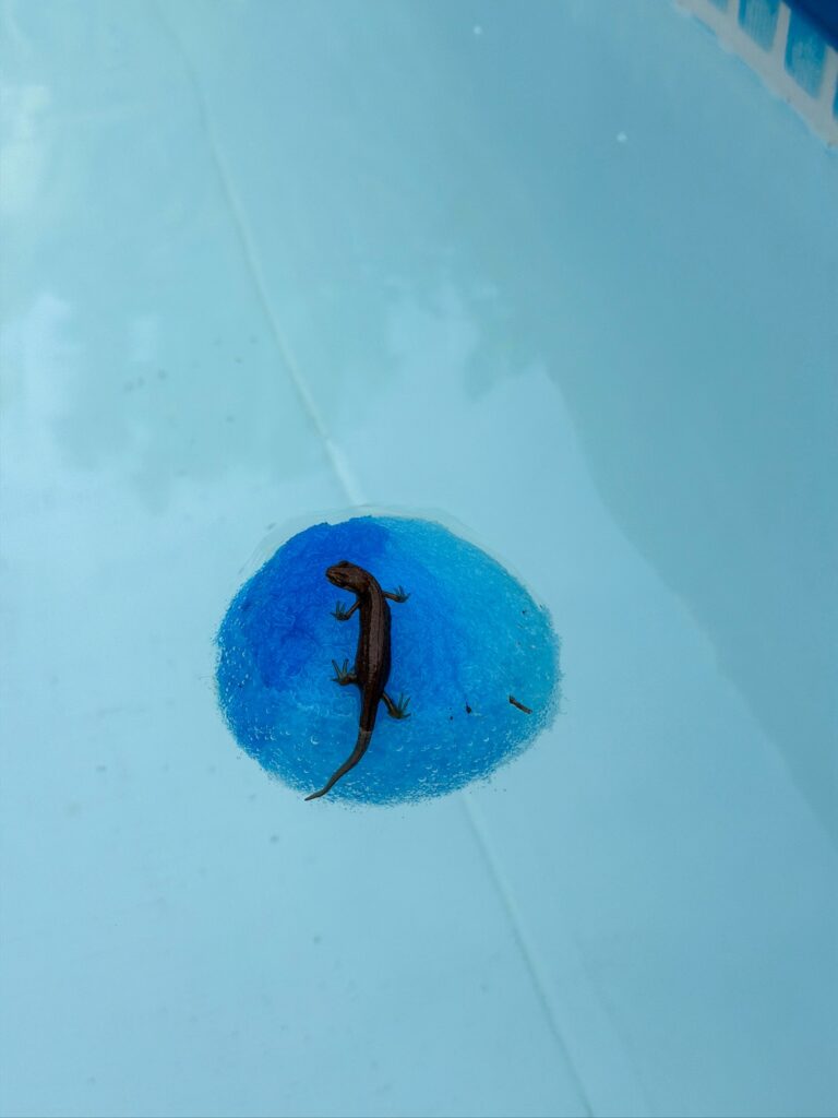 Salamander in het zwembad