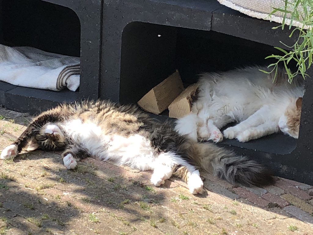 katten luieren in het zonnetje
