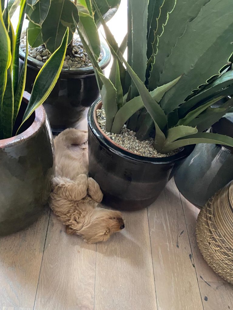 Thuis bij familie over de kook: Augustus