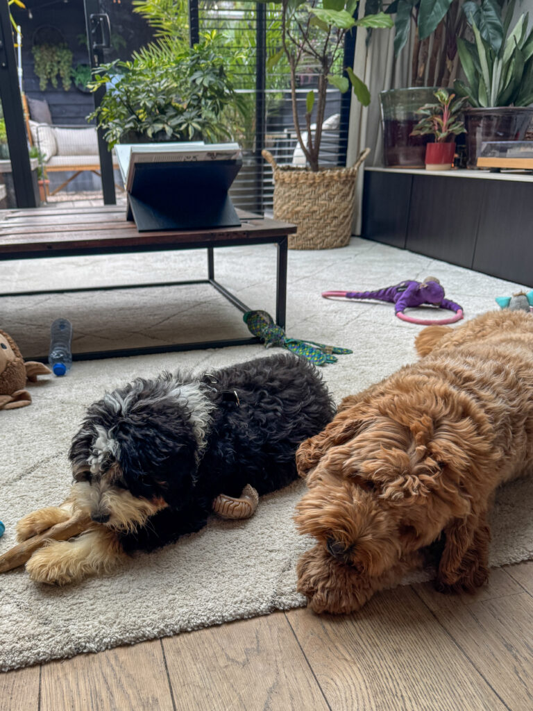 Thuis bij Familie over de Kook: week 37