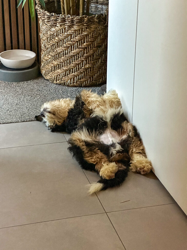 Thuis bij familie over de kook: week 37