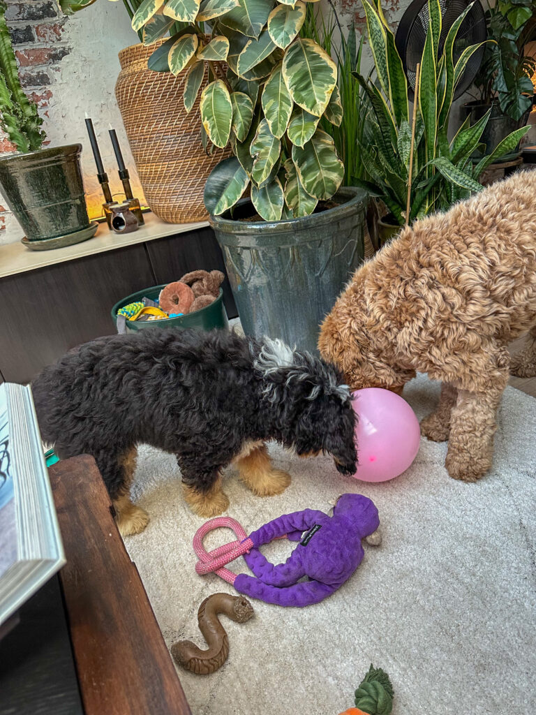 Thuis bij Familie over de Kook: week 37